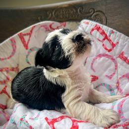 Spicey - Parti female Miniature Schnauzer puppy in Oneida, Tennessee from Saving Grace