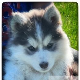 Pomsky Puppies from Foxfire Arctic Spitz