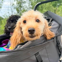 Sweetie - Brown female Maltipoo puppy in Mahwah, New Jersey from Awwws-n-Pawws