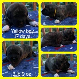 Yellow boy - Brindle Anatolian Shepherd Dog puppy in Franklin, New Hampshire from Feather’s Glen Anatolians