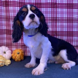 Beryl - Tri-color male Cavalier King Charles Spaniel puppy in Crawford, Tennessee from Lilly Lane Spaniels