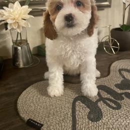 Cavapoo and Poodle Puppies from Sac-Town Poodles and Doodles