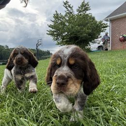 English Springer Spaniel Puppies from Little River English Springer Spaniels
