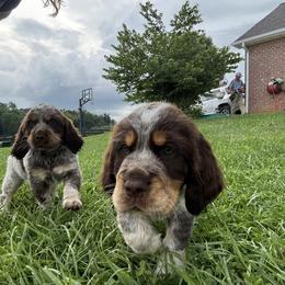 English Springer Spaniel Puppies from Little River English Springer Spaniels