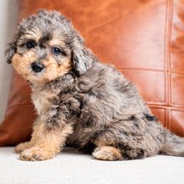 Rowan - Blue merle male Bernedoodle puppy in Salt Lake City, Utah from Country Lane Doodles