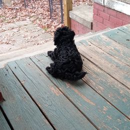 Poodle and Shihpoo Puppies from Peace, Love, and Puppies at the Creek