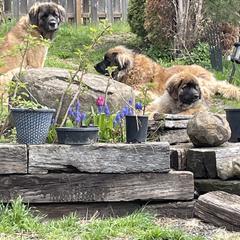 Leonberger Puppies from Sinnsro Leonbergers