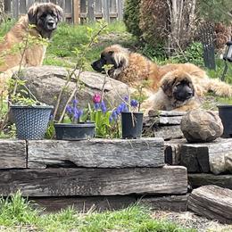 Leonberger Puppies from Sinnsro Leonbergers