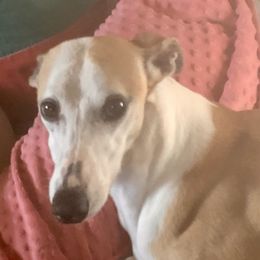 Whippet All Grown Up from Timbreblue Whippets