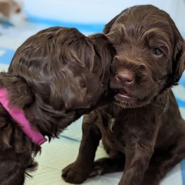 Australian Labradoodle Puppies from Running Brook Doodles