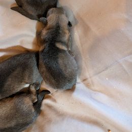 Boy 3 - Sable male German Shepherd puppy in Springtown, Texas from Odom's German Shepherds