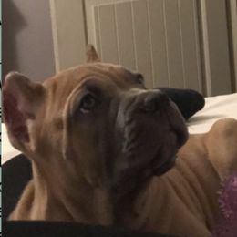 Cane Corso from Stella's Corsos
