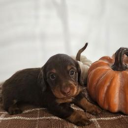 Sterling - Chocolate and tan male Dachshund puppy in Loganville, Georgia from Royal Dackel Haus