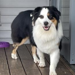 Bandit - Australian Shepherd