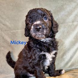 Boy 2 Mickey - Parti male Goldendoodle puppy in Kearneysville, West Virginia from Daydreamer