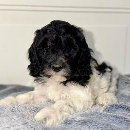 Gus - Black male Australian Labradoodle puppy in Beecher, Illinois from Erica’s Doodles