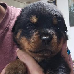 Blue - Black and mahogany male Rottweiler puppy in Tangent, Oregon from Raya's Royals