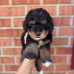 Ginger - Tri-color female Bernedoodle puppy in Danielsville, Georgia from Meg's Doodles and Poodles