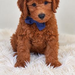 Winston - Red  male Goldendoodle puppy in Norcross, Georgia from Teddy Puppies