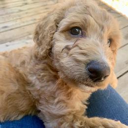 Goldendoodle Puppies from Lundee Doodles