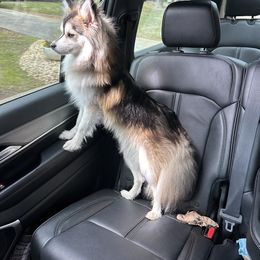 Duke - Pomsky