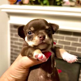 AKC Tiny Girl (Apple head) - Chocolate and tan female Chihuahua puppy in Lees Summit, Missouri from Divine K9s LLC