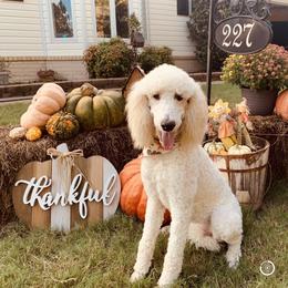 Gemma - Poodle