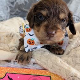 Mr. Blue-2600 - Chocolate and cream male Dachshund puppy in Sparr, Florida from From the Heart Doxies