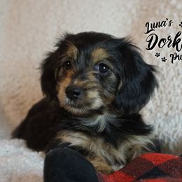 Dorkie Girl 3 - Blue - Companion Cross puppy from Luna's Dorkie Pups