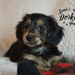 Dorkie Girl 3 - Blue - Companion Cross puppy from Luna's Dorkie Pups