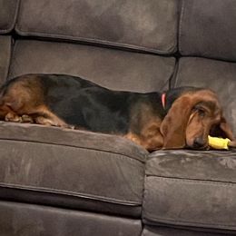 MAXX - Basset Hound