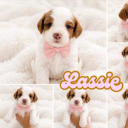Lassie - Caramel red female Australian Labradoodle puppy in Covington, Louisiana from Bayou Doodles