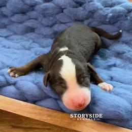 Waffle - Brown and white female Aussiedoodle puppy in Cassville, Wisconsin from Storyside Kennels