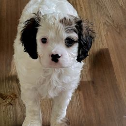 BLUEY - Tri-color male Cavapoo puppy in Lexington, Kentucky from Callaway's Cavaliers