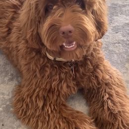Australian Labradoodle and Labradoodle Puppies from Doodles_Ko
