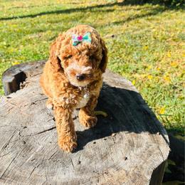 Plum - Apricot female Goldendoodle puppy in Kingfisher, Oklahoma from Perdue Puppies