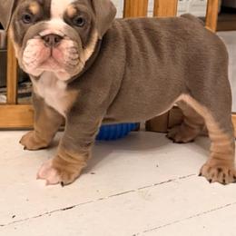 Blue and tan - Blue tri-color male Bulldog puppy in Frankfort, Kansas from Diamond In The Ruff