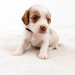 Chili - Cream male Cavapoo puppy in Beech Island, South Carolina from New Moon Farm Canines