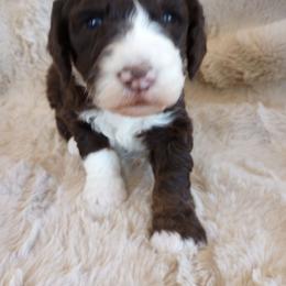 Blaze - Chocolate male Assorted Doodle Crosses puppy in Heyburn, Idaho from Royal T Acres