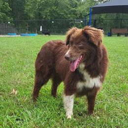 Ruby - Australian Shepherd