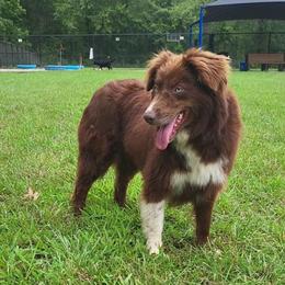 Ruby - Australian Shepherd