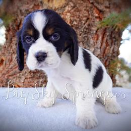 Girl 2 - Black white and tan female English Springer Spaniel puppy in Great Falls, Montana from Big Sky Springers