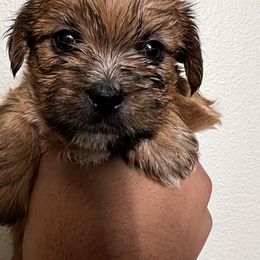 Shorkie Puppies from Shorkie Land