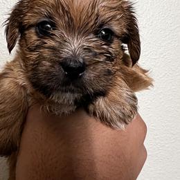 Shorkie Puppies from Shorkie Land