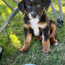Sprite - Black tri female Miniature Australian Shepherd puppy in Lincoln, California from Country Dreams Mini Aussies
