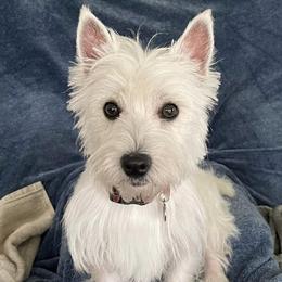 West Highland White Terriers from Calapooia Westies