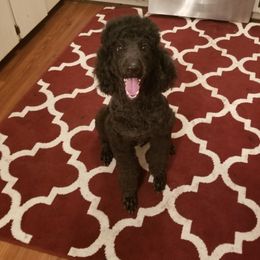 Brookie - Labradoodle