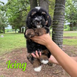 Icing - Phantom male Bernedoodle puppy in Mount Vernon, Missouri from PoodlelyDoodlely