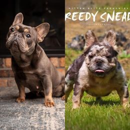 French Bulldog All Grown Up from Dama Hill Frenchies