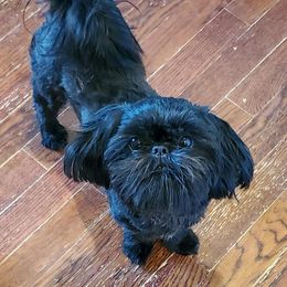 Taylor - Shih Tzu